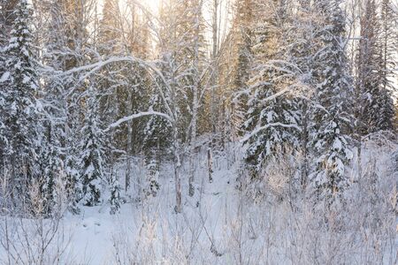 Taiga wood in the winter. Winter taiga. The Siberian wood in the winter in Russia.の写真素材