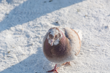 Pigeons are heated in the winter. Birds are warming themselves in the winter. Many pigeons sit in the winter and bask. Many birds.の写真素材
