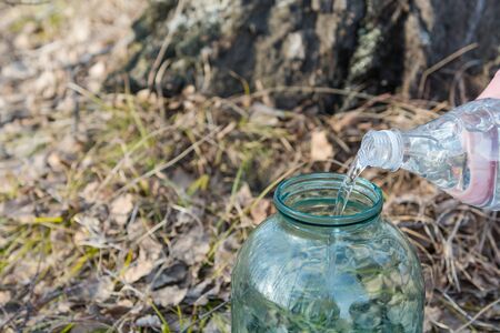 Collection of birch sap. Collect juice from birch. Man collect the juice with birch. Birch juice.の写真素材