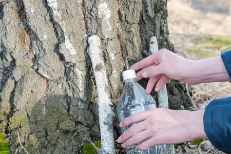 Collection of birch sap. Collect juice from birch. Man collect the juice with birch. Birch juice.の写真素材