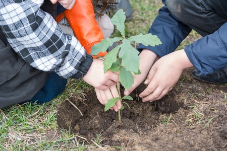Children plant trees. Children planted oaks. Landscaping. To plant a tree. Oak.の写真素材