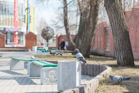 Pigeon on the urn. Pigeons in the city. Dove in the city. Pigeons on the flowerbed.の写真素材