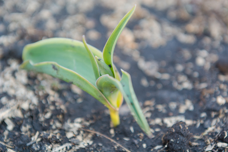 Seedling of a tulip. A small tblan. Seedling of a flower. Plant flowers.の写真素材