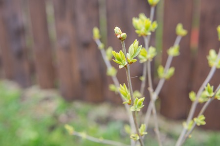 In the spring, new buds blossom on lilac bushes. Fresh bright green.の写真素材