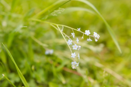 Wildflowers close-up. Many small flowers. Forest Gladeの写真素材