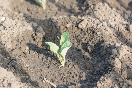 A small cabbage grows. Cabbage seedlings. Gardener. Disembark.