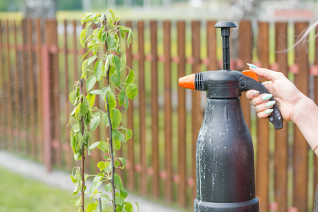 Spray the tree against insects. Sprayer from insects. Garden inverter. Gardener.