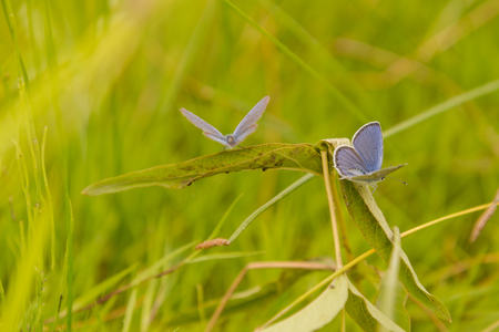 A small butterfly sits on a flower. Butterfly close-up. The insect on the flower drinks nectarの写真素材