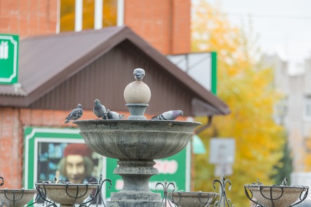 Beautiful pigeon in the city on the road. Lonely dove on the road among the leavesの写真素材