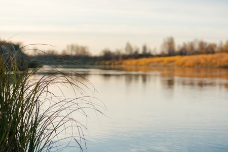 River in the fall. Gray weather in the fall. River in Siberia in the fall.の写真素材