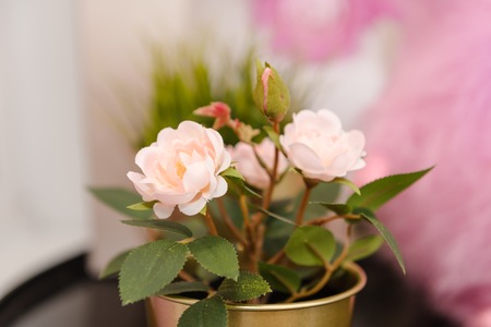 Small flowers in pots. Flowers of delicate color are planted in pots. Flowers in the store. Favorite flowersの写真素材