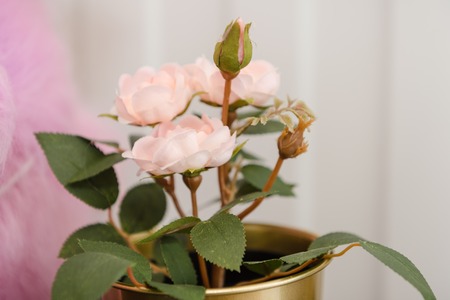 Small flowers in pots. Flowers of delicate color are planted in pots. Flowers in the store. Favorite flowersの写真素材