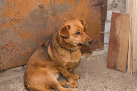 Red dog sitting indoors. The young dog is a simple breed. Favorite homemade lively. Dog is a friend of man. Faithful friends. Petの写真素材