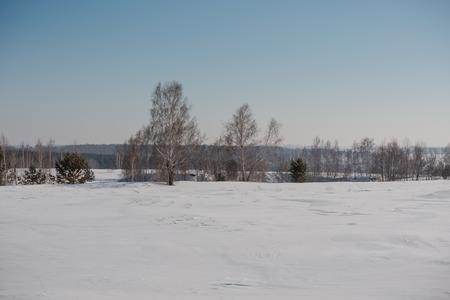Birch forest in winter. Birch in the snow. Winter forest. Siberian forest. Birchの写真素材