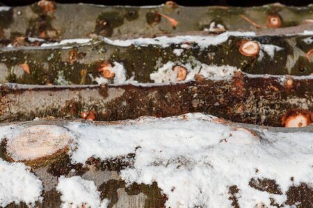 Wood logs in a stack. Cut trees in the stack. Many sawed trees. Warehouse wood. Logsの写真素材