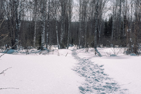Human footprint Imprint of shoes in the snow.
