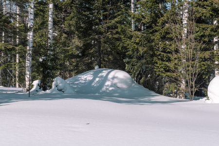 Coniferous forest in winter.