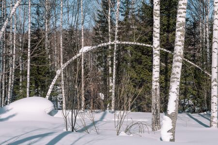 Trees in the winter forest.の写真素材
