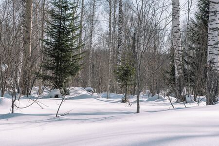 Trees in the winter forest.の写真素材