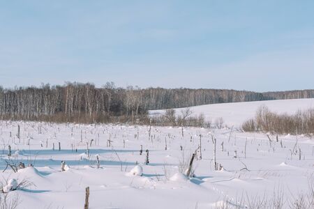 Trees in the winter forest.の写真素材