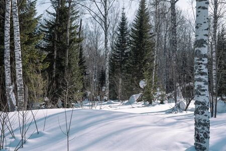 Forest in winter. Closeup of winter forest.の写真素材