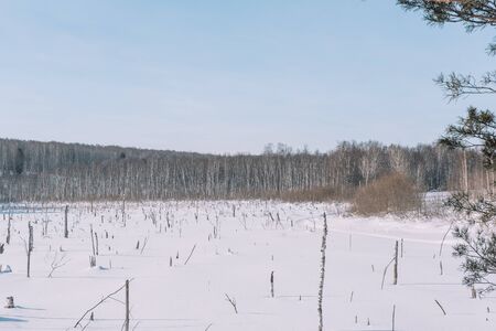 Forest in winter. Closeup of winter forest.の写真素材