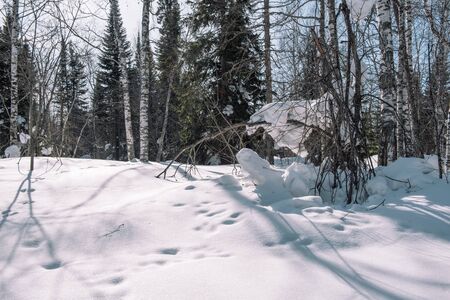Snow lies on the branches of a tree. Scenic winter forest. The sun in the winter forest. Winter branches closeup. Winter in Siberiaの写真素材