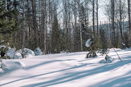 Winter forest landscape. Taiga in the winter. Siberian forest in winter. Snow covered trees. Christmas trees under the snow. Birch under the snow.の写真素材
