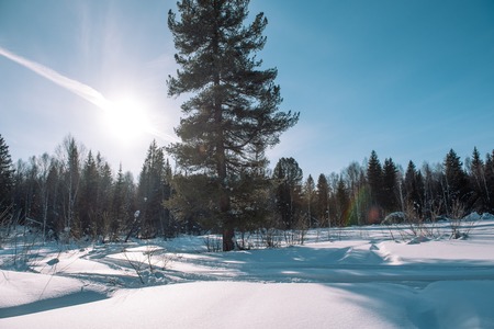 Winter forest landscape. Taiga in the winter. Siberian forest in winter. Snow covered trees. Christmas trees under the snow. Birch under the snow.の写真素材