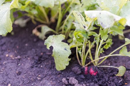 radish grows in the ground. bed of radishes. vegetables in the gardenの写真素材