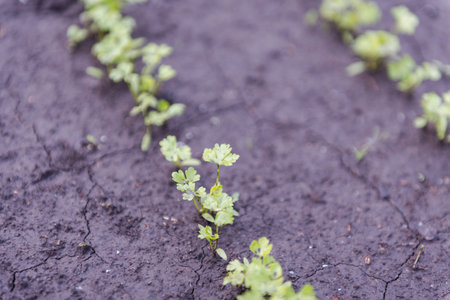 greens for salad in the garden. growing greens. vegetable bed