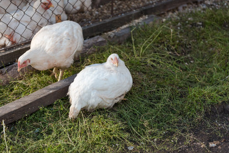 Domestic chickens in a cage. Poultry in a special room. White chickens rest in the pen. Household....