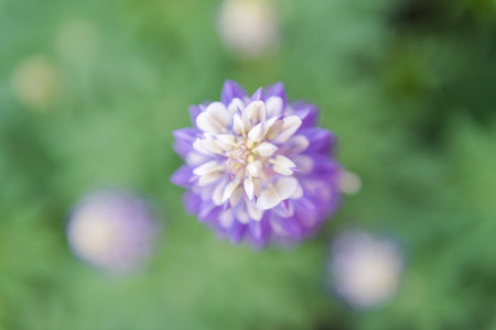 Small flowers close up. Blue flowers. Flowers in the summer. Plants in the home garden. Flowers as a...