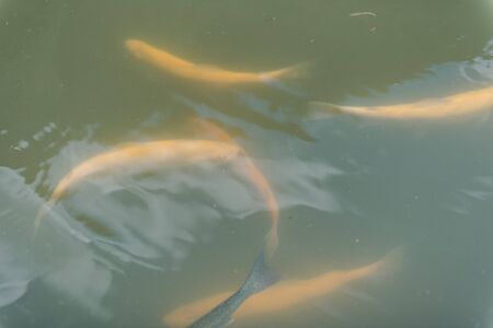 large fish in the lake. colored trout in the water. the fish in the cart eats. feed the fish. red and yellow trout. fishing on the lake. noble fish.の写真素材