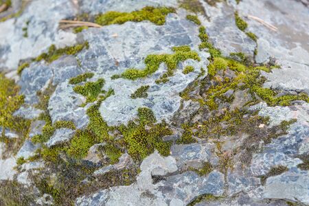 Green moss grows on stones. Wild nature. Moss on the stones close-up. The texture of the stone. The texture of the moss.の写真素材