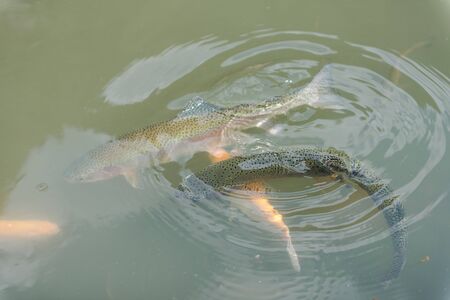large fish in the lake. colored trout in the water. the fish in the cart eats. feed the fish. red and yellow trout. fishing on the lake. noble fish.の写真素材