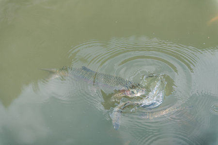 large fish in the lake. colored trout in the water. the fish in the cart eats. feed the fish. red...