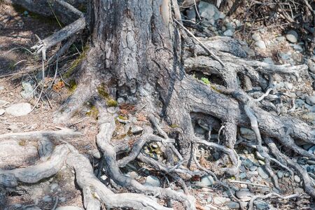 forest trail. Hiking trail through the forest. walk through the woods. road through the forest.の写真素材