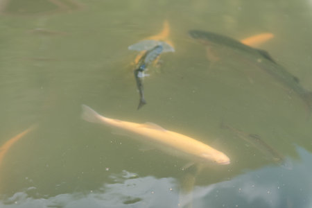 large fish in the lake. colored trout in the water. the fish in the cart eats. feed the fish. red...