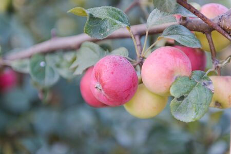 red apples on a branch. juicy apples. ripe fruits. apple hanging on a branch. Agriculture. bulk apples. natural fruits.の写真素材