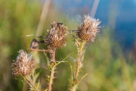 dry thorn. dry grass. prickly grass in the forest. dried plant.の写真素材