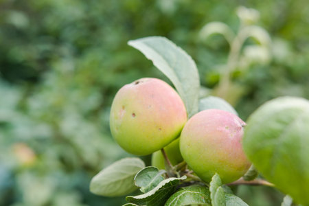 apples on a tree. green apples in the garden. ripe bulk apples. home garden. fresh fruits. apples...