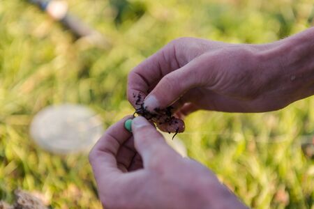 put bait on the hook. to put a worm on a hook. to put on a boyle on a hook. fishing. bait for fish. fishingの写真素材