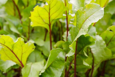 beetroot leaf. beets growing in the garden. leaf closeup. beetroot leaf background. autumn vegetables. beetroot leaf in the sun.の写真素材