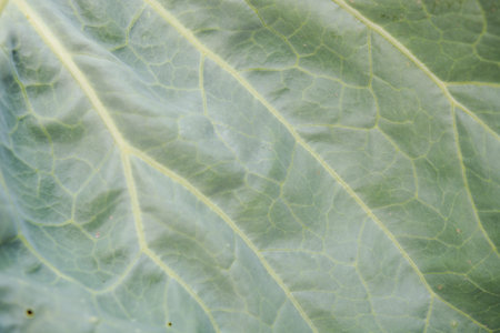 cabbage leaf structure. cabbage leaves close-up. cabbage leaf in the sun. vegetables in the garden....