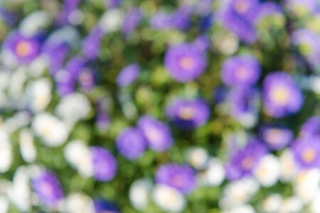 flowers out of focus. flowers background. bright asters. blue and white flowers. grow flowers in the gardenの写真素材