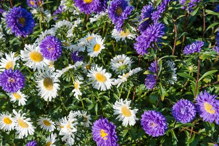 multi-colored asters. home flowers. grow asters in the garden. the scent of flowers. summer plants. decorate the garden.の写真素材