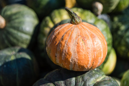 Pumpkin close-up. Multi-colored pumpkin in a heap. Autumn harvest. Big pumpkin. Agriculture