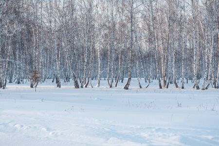 Snow lies in the forest. Snow fell on the trees. Snow on the bushes. Winter has come. Winter landscape. Winter in Russiaの写真素材