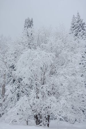 Snow fairy forest. Winter forest. Taiga snow forest. Pine trees in the snow.の写真素材